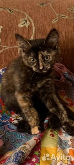 Котята в добрые, ласковые руки