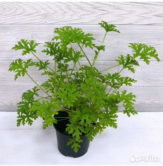 Герань душистая