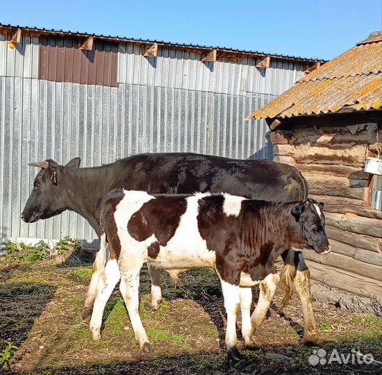 Корова с бычком