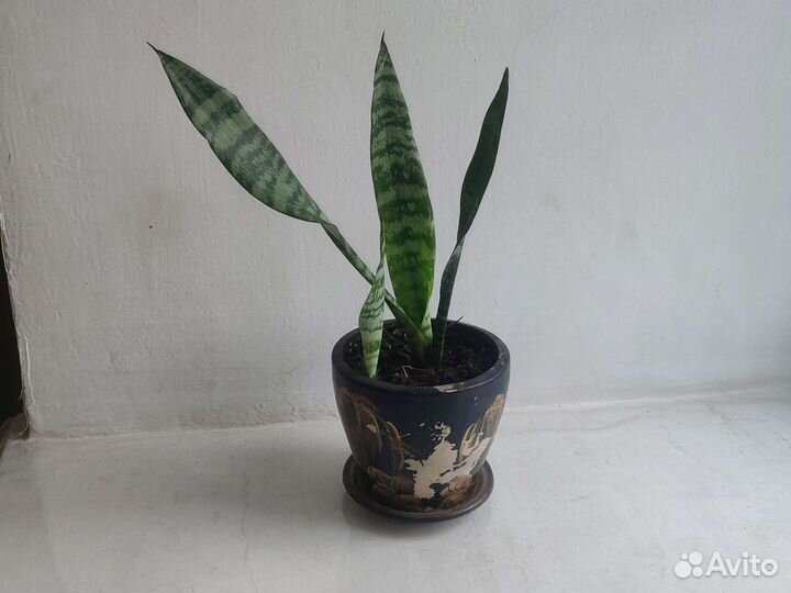 Сансевиерия тещин язык
