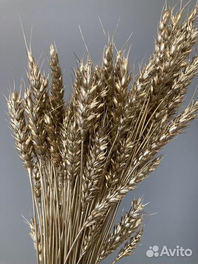 Колосья пшеницы окрашенные
