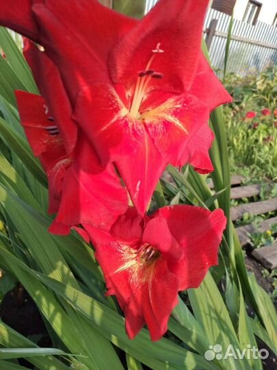 Гладиолусы букет