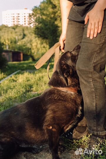 Небольшая собака-компаньон Арья в добрые руки