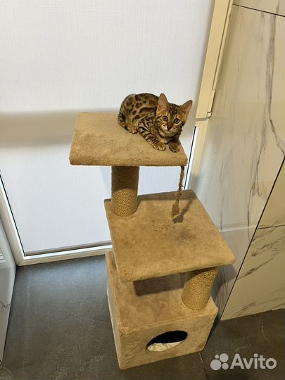 Бенгальская