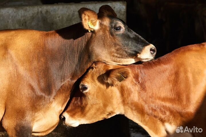 Корова дойная крс