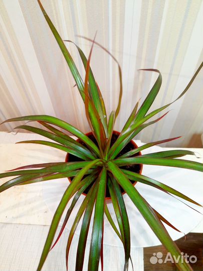 Драцена пальма