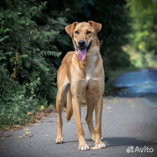 Собака в добрые руки отдам бесплатно