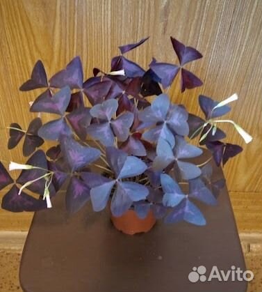 Кислица оксалис