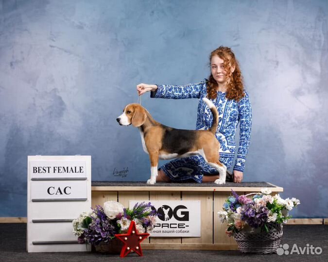 Хендлер. Выезд по Москве