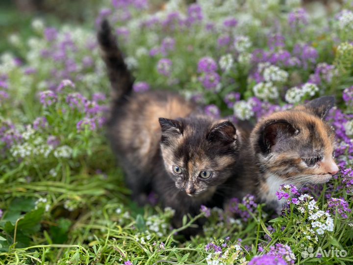 Трехцветные котята