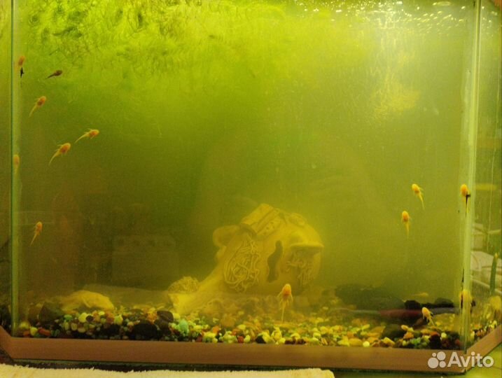 Сомики анциструсы