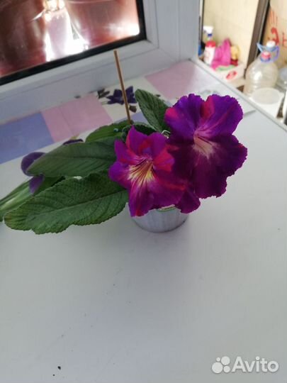 Стрептокарпусы