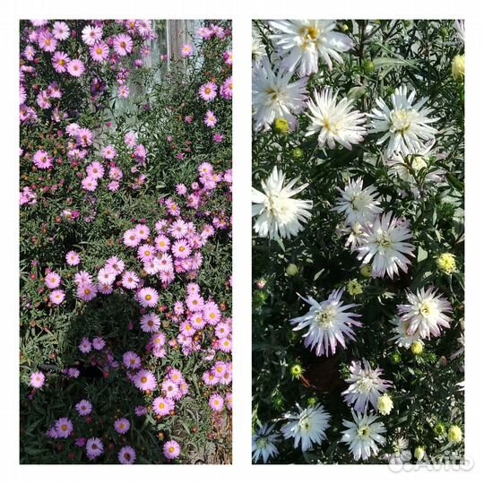 Многолетние цветы