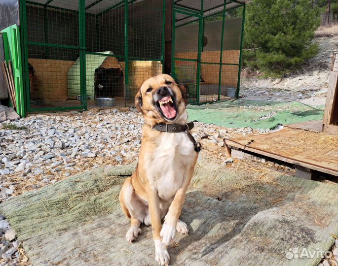 Собака улыбака в добрые руки