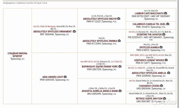 Вязка кобель бигль