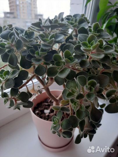 Аихризон дерево любви комнатные цветы