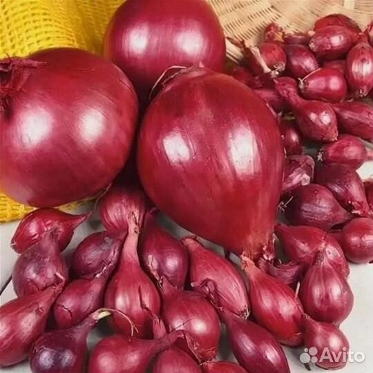 Лук севок 