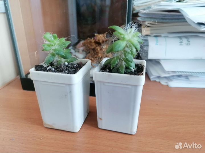 Суккуленты - 2