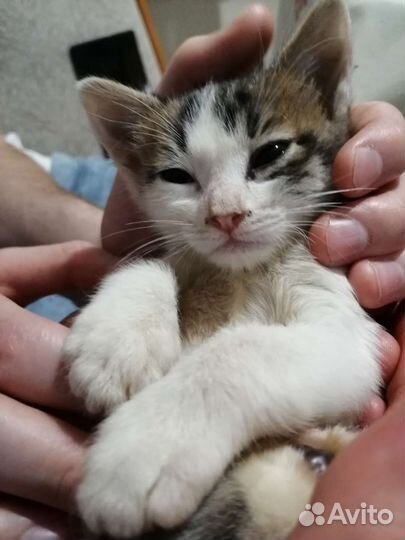 Котята 1,5 месячные в дар. Можно отдать по-одному