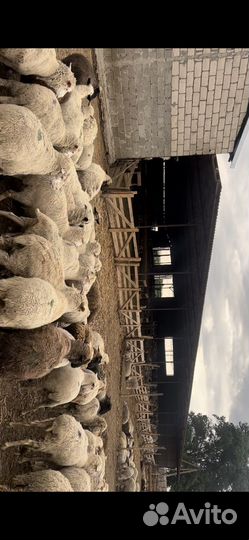 Бараны Матки