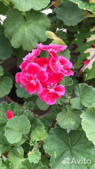 Подвесные кашпо и рассада сурфинии и петунии