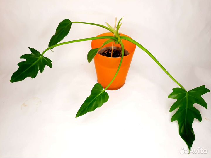 Филодендрон т31