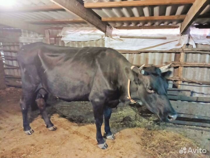 Коровы дойные молочные