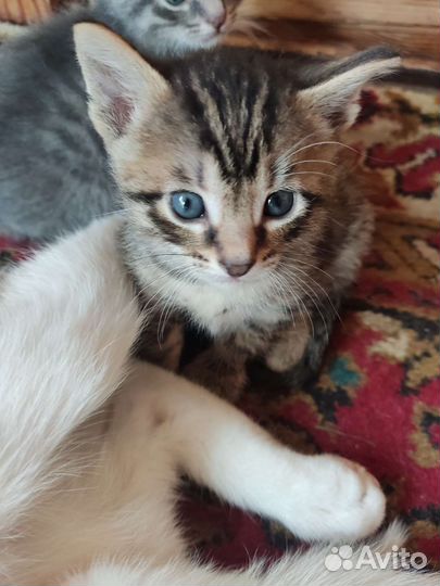 Кошка в дар