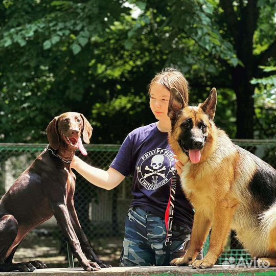 Услуги кинолога