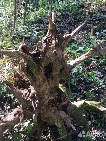 Кора пробкового дуба, лианы, корни, ветви, бамбук