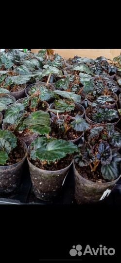 Бегония беликония