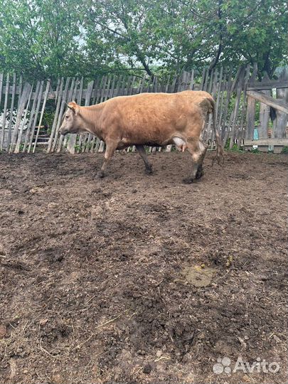 Коровы дойные молочные