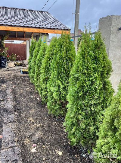 Туя Смарагд из питомника с доставкой