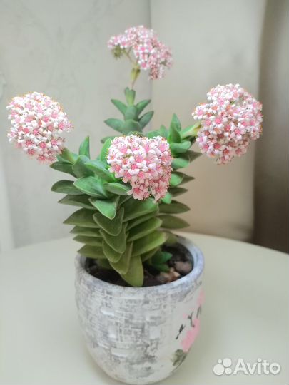 Суккуленты