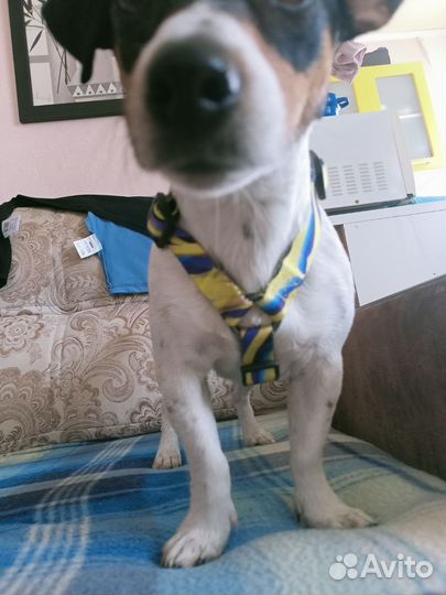 Шлейка для собаки