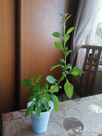 Картофельное дерево