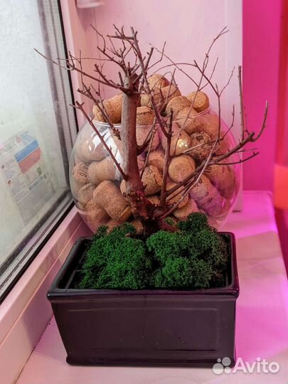 Горшок для бонсай