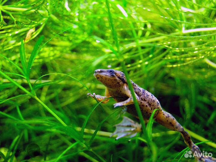 Лягушка карликовая