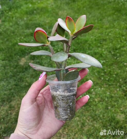 Крассула Hummels sunset денежное дерево