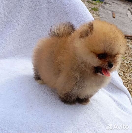 Щенки шпица