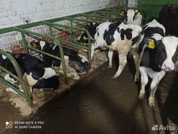 Телята бычки на откорм