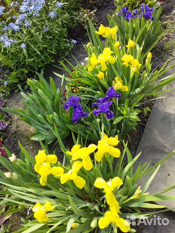 Ирисы карликовые