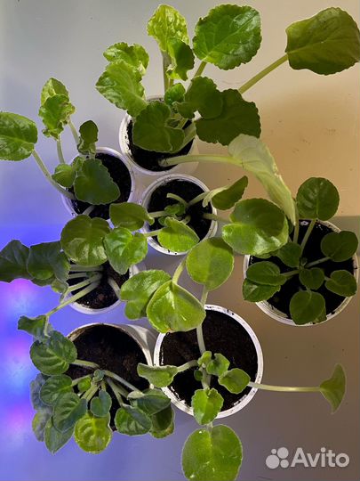 Фиалка белая