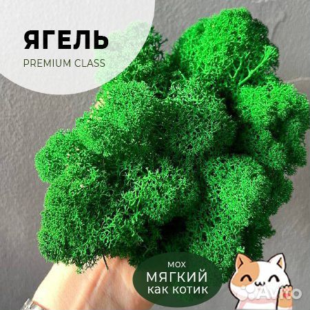 Стабилизированный мох. Ягель