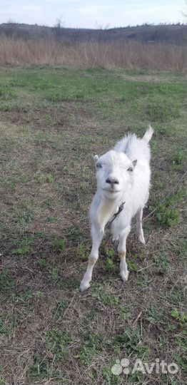 Козлы Ламанча для покрытия коз и продажа