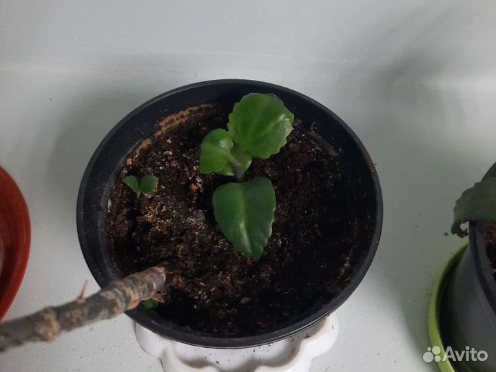 Комнатные цветы