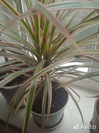 Фикусы Бенджамина,драцена и др.растения