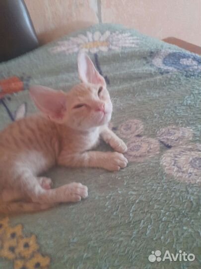 Котик Сфинкс (браш). Тигровый окрас