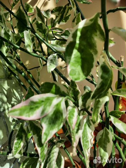 Педилантус