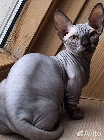 Сфинкс бамбино